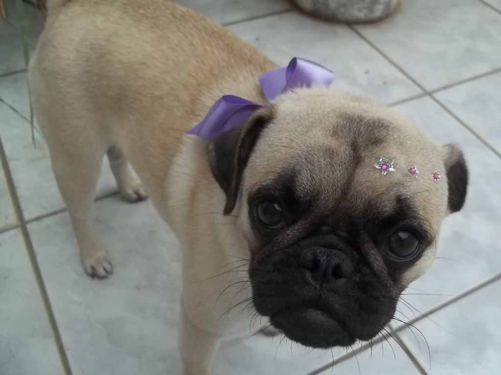 Pet Shop Sao Francisco Juazeiro Do Norte at Scotty Owens blog