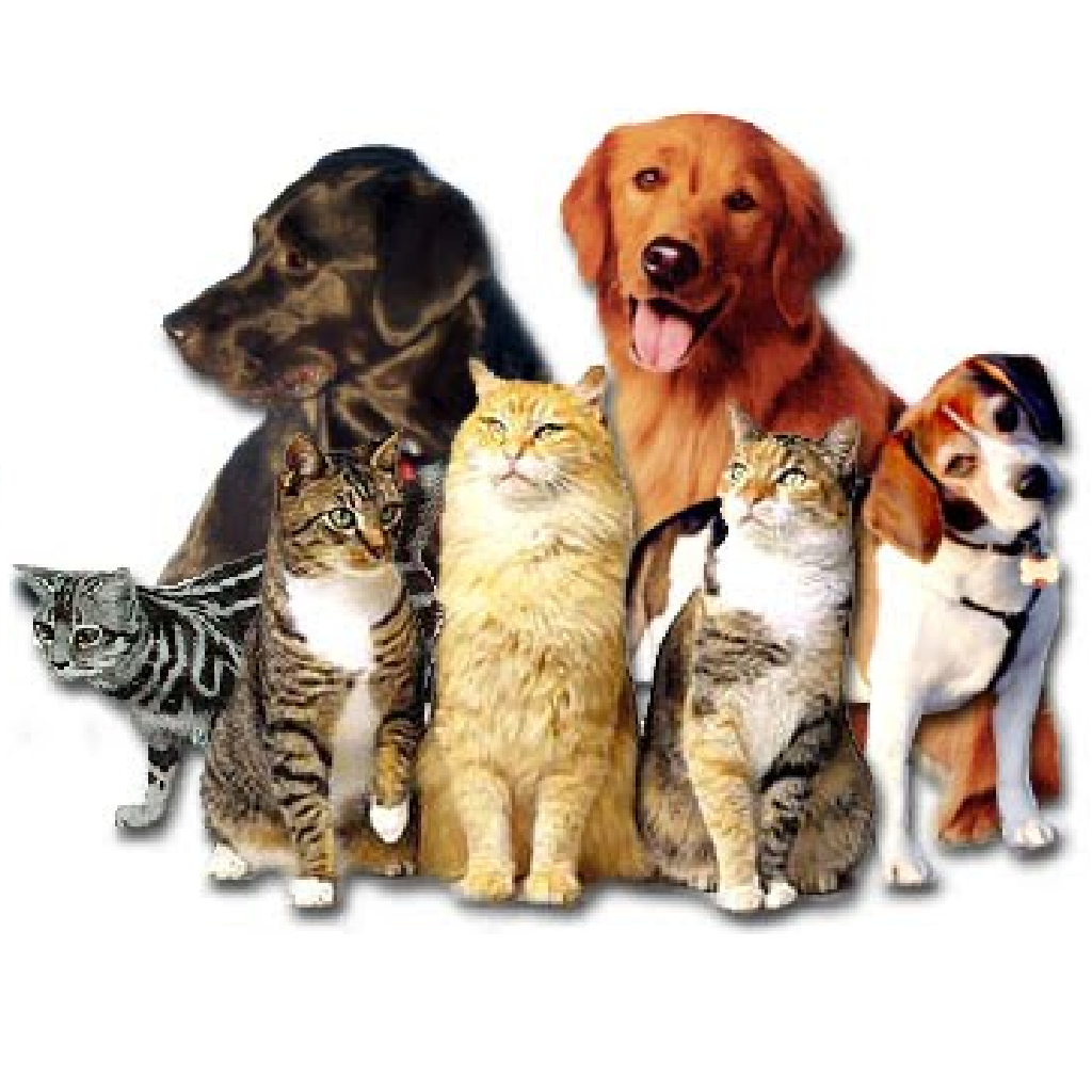 shoo for dogs animais aquarismo disk ra 231 227 o estima 231 227 o petshop ra 231 245 es po 231 os de caldas shoo for dogs animais aquarismo disk ra 231 227 o estima 231 227 o petshop ra 231 245 es po 231 os de caldas