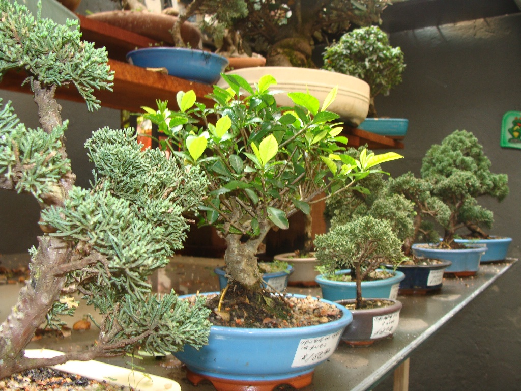 Bonsai Shop Bonsai 10