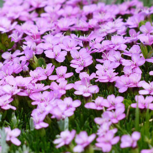 Floriculturas e Arranjos no Centro - A Florista Flores