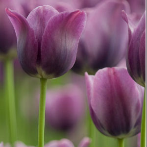 Floriculturas e Arranjos no Centro - Tulipa Flores e Decor.