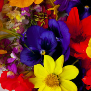 Floriculturas e Arranjos no Centro - Viamore Online