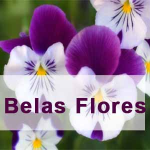 Floricultura Belas Flores