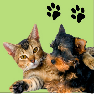 Pet Stop Centro de Estética Animal