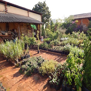 Chácara Imagawa - Venda de Mudas de Plantas em Geral