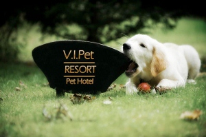 VIPET - Melhor Hotel para cachorro RJ, Hotel para Cães RJ