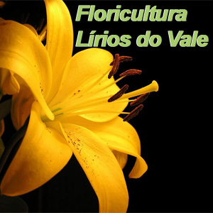 Floricultura Lirios do Vale - Flores